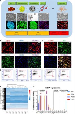 Nicotinamide Riboside and Metformin Ameliorate Mitophagy Defect in Induced Pluripotent Stem Cell-Derived Astrocytes With POLG Mutations